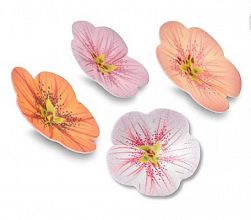 rozice iz hostije, okrašene s potiskom