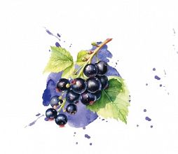 sadni pire iz črnega ribeza